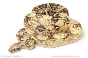 calico boa for sale