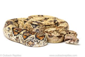 calico boa for sale