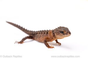 crocodile skink for sale