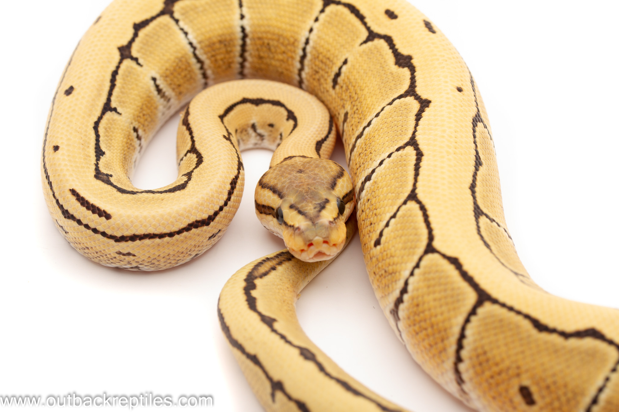 pinstripe ball python baby