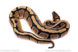 African Import Dinker Ball Python for sale