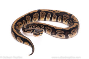 African Import Dinker Ball Python for sale