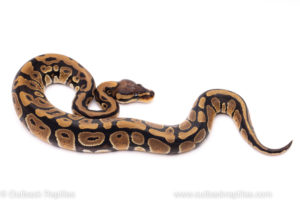 African Import ball python for sale