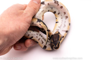 African Import ball python for sale