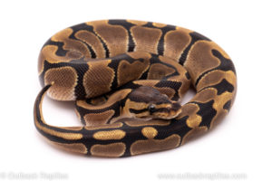 African Import ball python for sale