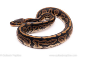 African Import ball python for sale