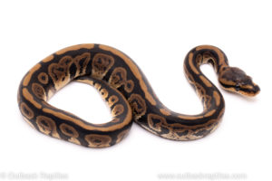 African Import ball python for sale