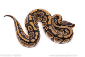 African Import ball python for sale