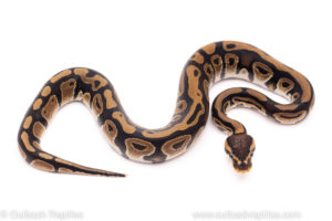 African Import ball python for sale