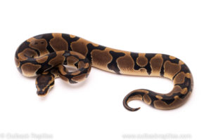 African Import ball python for sale