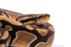 African Import ball python for sale