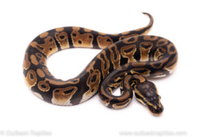 African Import ball python for sale