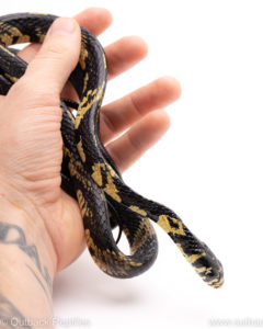 tiger ratsnake reptiles for sale