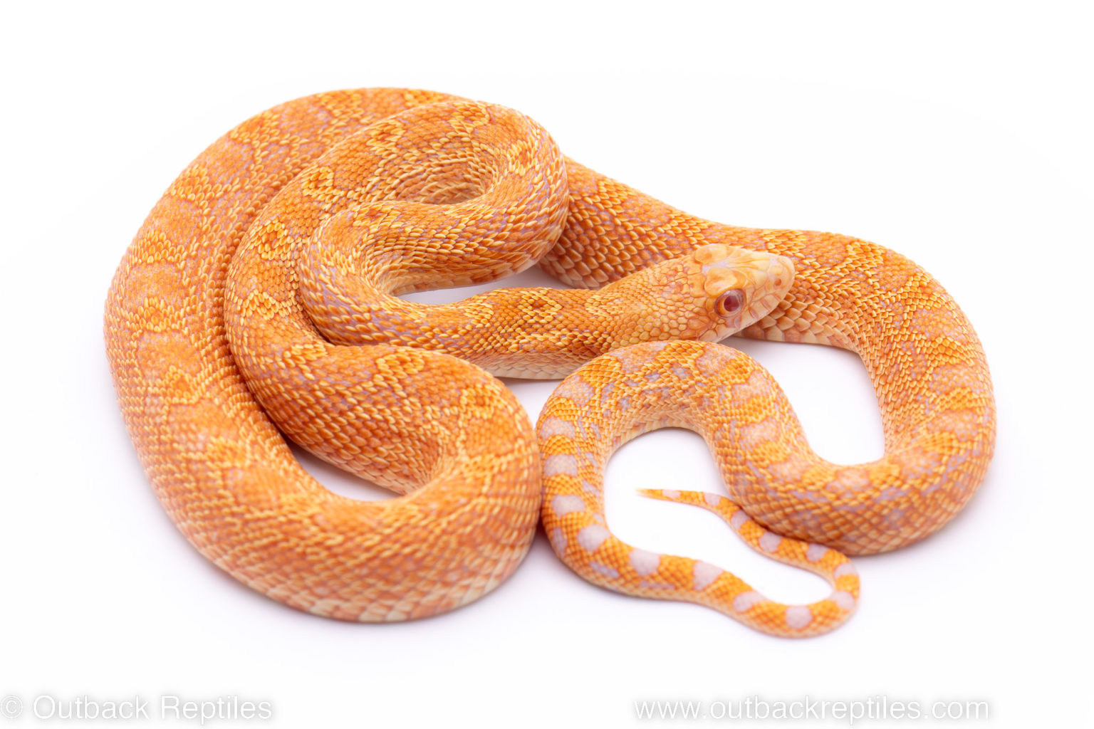 Red Hypo Albino bullsnake | Outback Reptiles