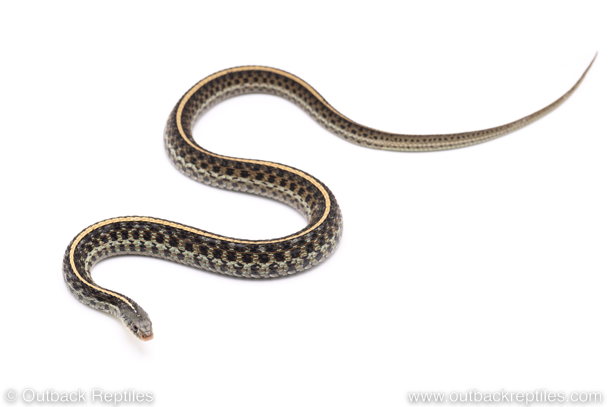 blue eastern garter snake