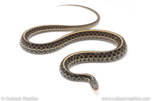 blue garter snake for sale