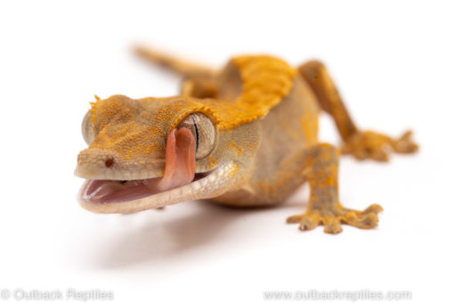 Crested gecko for sale