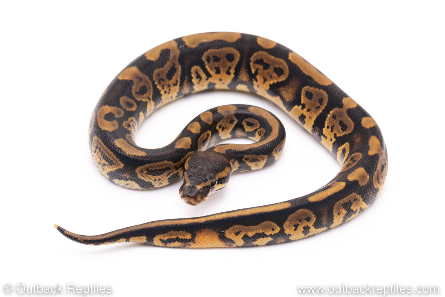 African import ball python d16 | Outback Reptiles