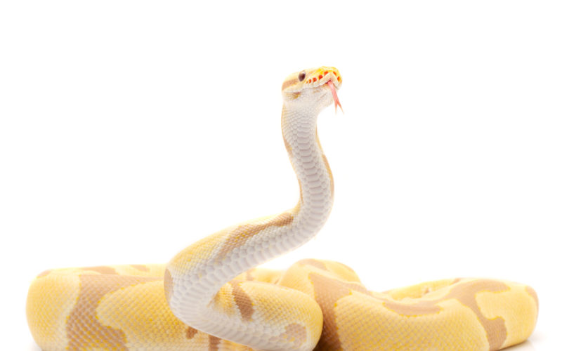 Debunking the Myth: Are Ball Pythons Really Picky Feeders? | Outback ...