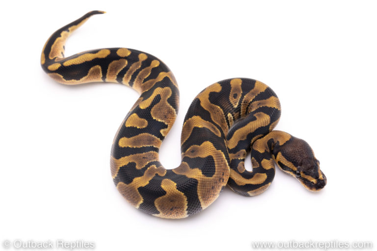 Out of Africa Ball Pythons | Outback Reptiles