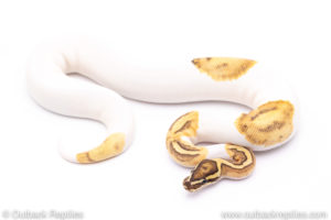 Enchi Fire Pied ball python for sale