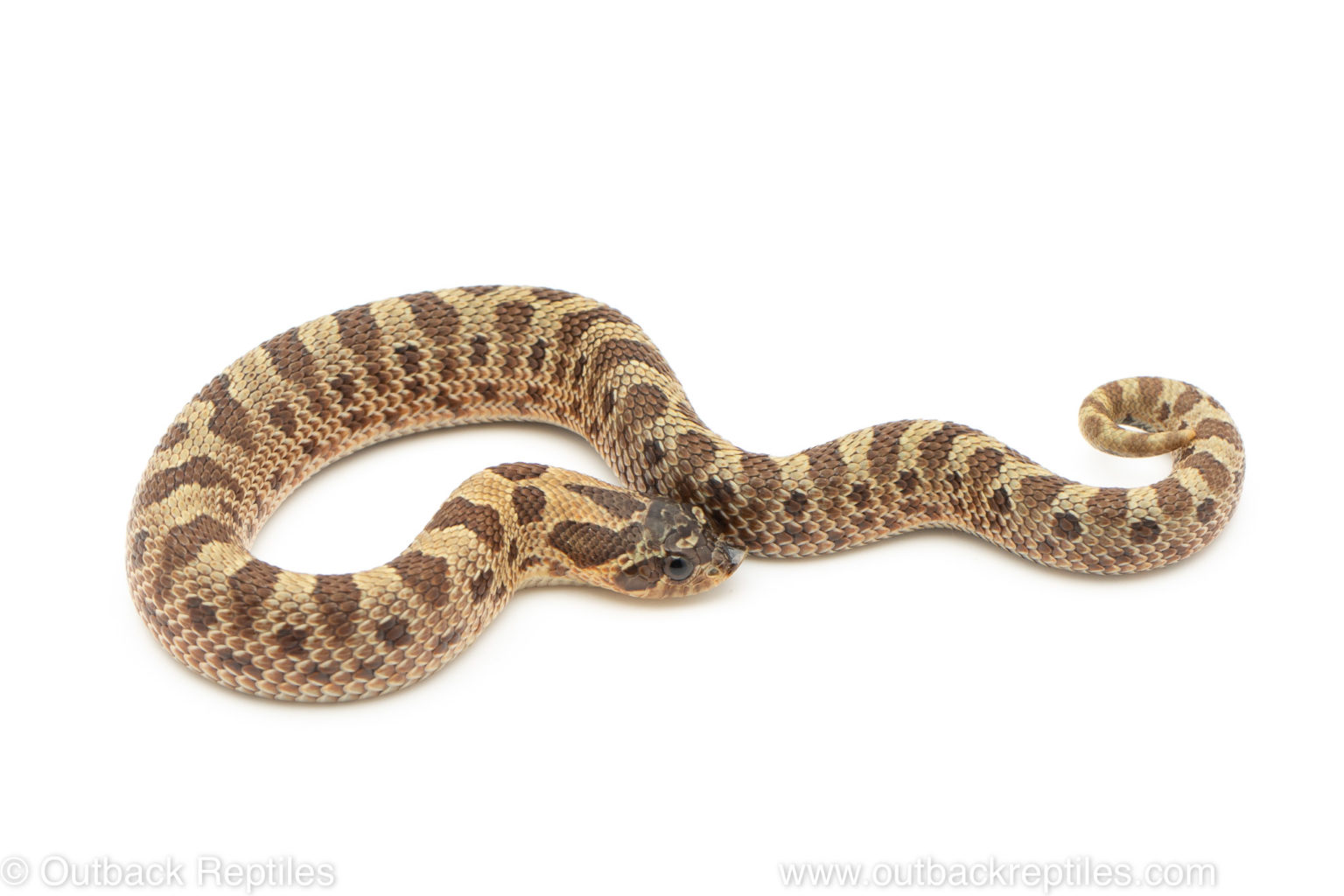 Outback Reptiles - Live Reptiles for Sale!