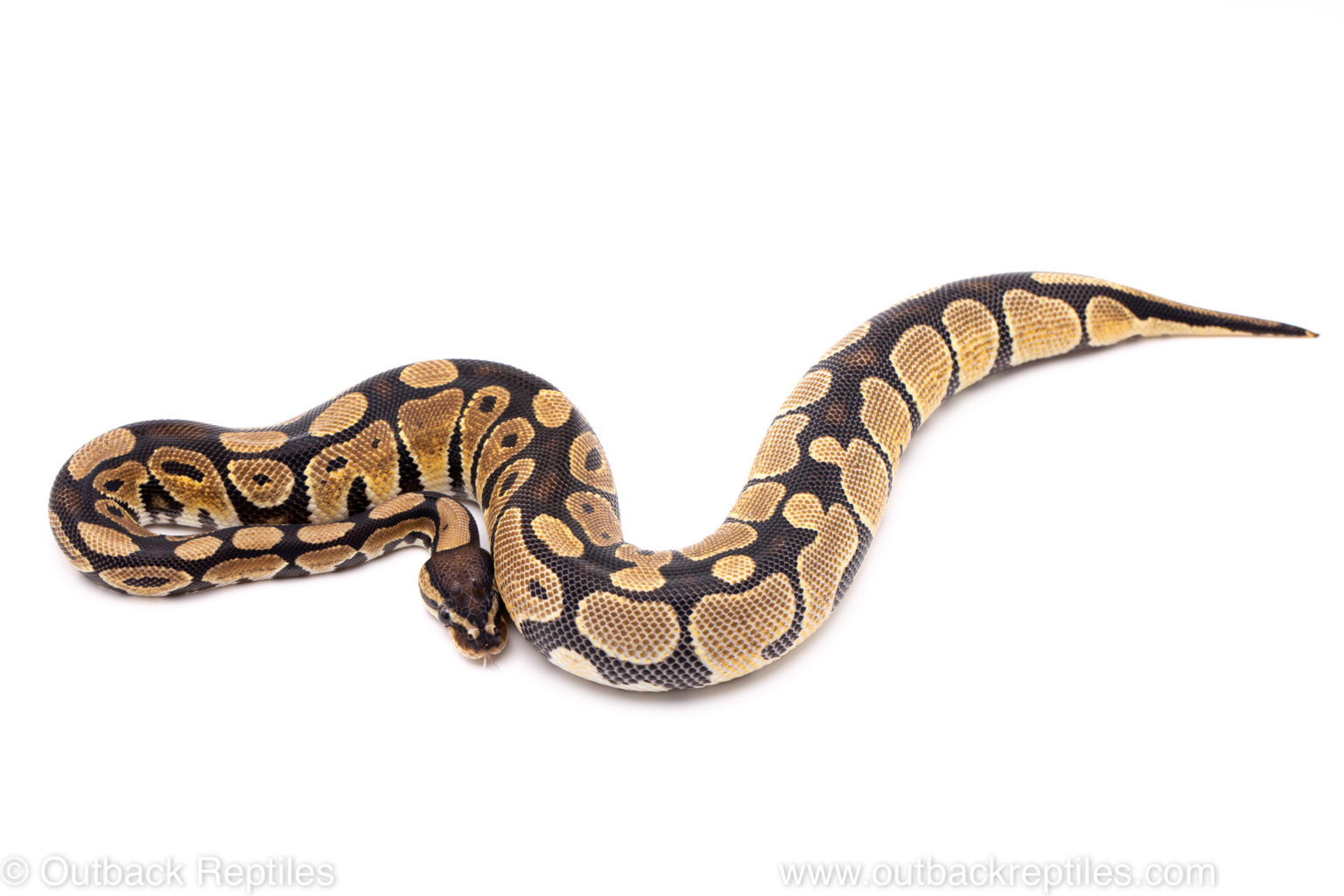 Out of Africa Ball Pythons | Outback Reptiles