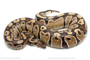 Wild caught gravid african import ball python for sale