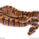 GHI het pied Ball Python for sale