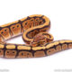 Red Stripe Ball Python for sale