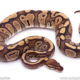 mystic red stripe Ball Python for sale