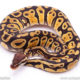 Pastel dh Lavender Pied Ball Python for sale