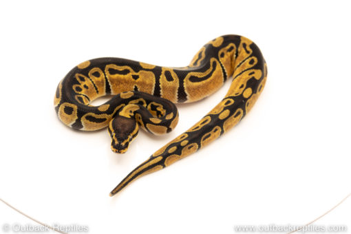 African Import Dinker Ball Python for sale