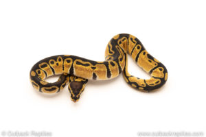 African Import Dinker Ball Python for sale