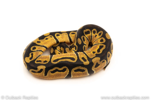 African Import Dinker Ball Python for sale