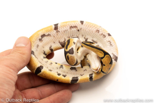 African Import Dinker Ball Python for sale