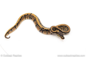 African Import Dinker Ball Python for sale