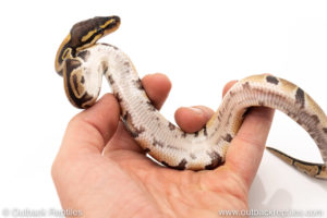 African Import Dinker Ball Python for sale