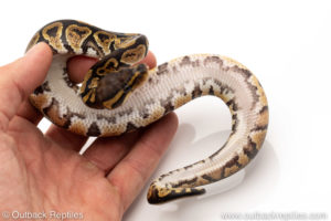 African Import Dinker Ball Python for sale