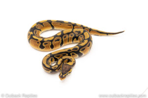 African Import Dinker Ball Python for sale