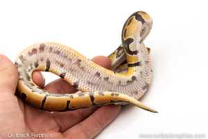 African Import Dinker Ball Python for sale