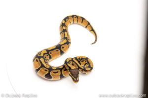 African Import Dinker Ball Python for sale