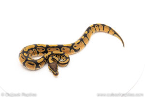 African Import Dinker Ball Python for sale