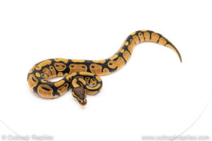 African Import Dinker Ball Python for sale