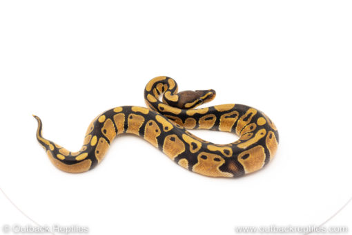 African Import Dinker Ball Python for sale