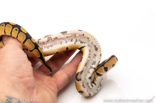 African Import Dinker Ball Python for sale