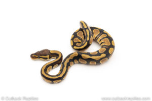 African Import Dinker Ball Python for sale