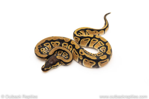 African Import Dinker Ball Python for sale