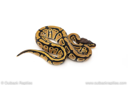 African Import Dinker Ball Python for sale