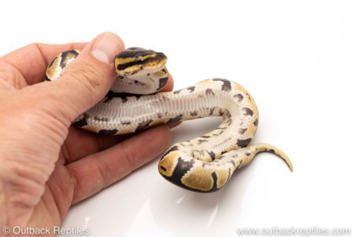 African Import Dinker Ball Python for sale